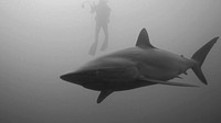 dusky shark-jupiter FL