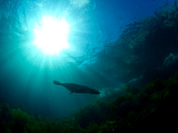 sea lion-Coronado islands